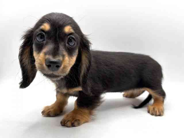 奈良県のミニチュアダックスフンド(ロング) (ひごペットフレンドリー田原本店/2025年9月17日生まれ/女の子/ブラックタン)の子犬の2枚目の画像