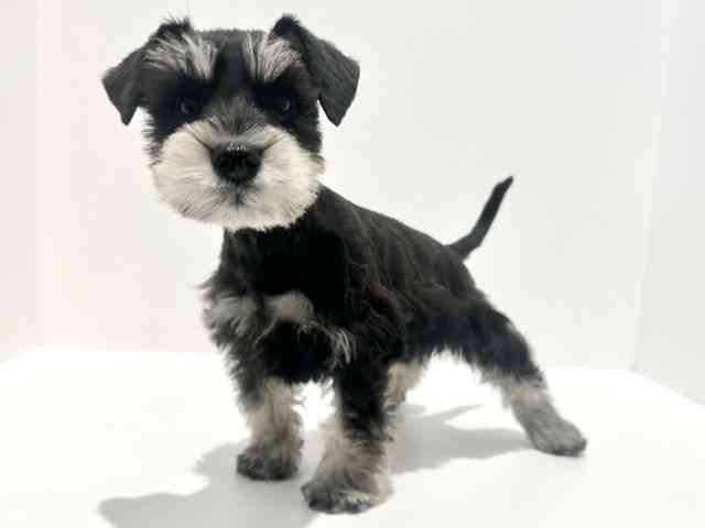 大阪府のミニチュアシュナウザー (ひごペットフレンドリーイオン高槻店/2025年9月20日生まれ/女の子/ブラックシルバー)の子犬の2枚目の画像