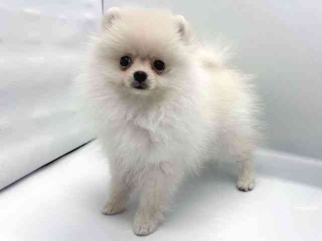 京都府のポメラニアン (ひごペットフレンドリー京都店/2025年9月20日生まれ/女の子/クリーム)の子犬の2枚目の画像