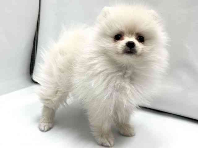 京都府のポメラニアン (ひごペットフレンドリー京都店/2025年9月20日生まれ/女の子/クリーム)の子犬の2枚目の画像