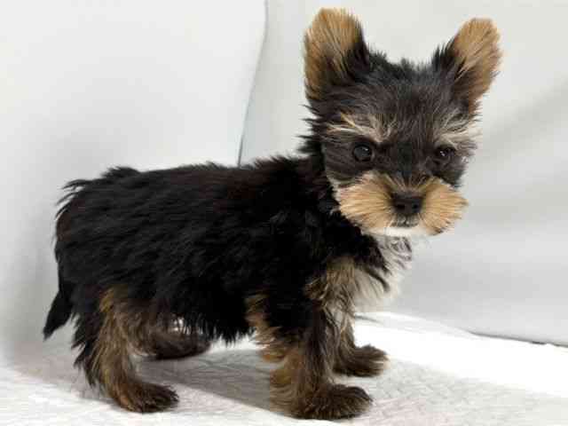 高知県のヨークシャーテリア (ひごペットフレンドリーイオンモール高知店/2025年9月20日生まれ/男の子/スチールブルータン)の子犬の2枚目の画像