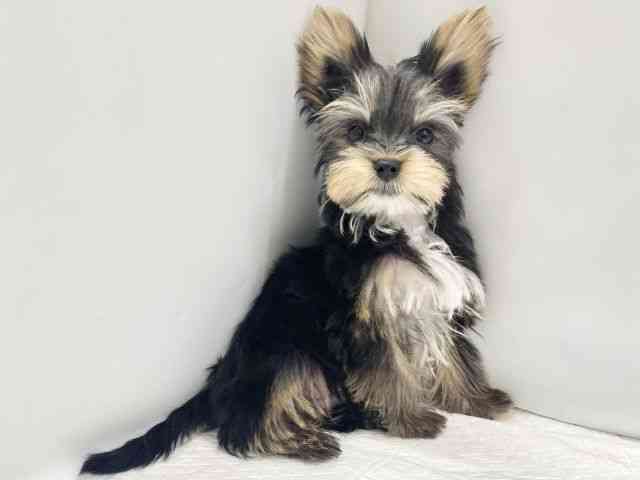 高知県のヨークシャーテリア (ひごペットフレンドリーイオンモール高知店/2025年9月20日生まれ/男の子/スチールブルータン)の子犬の2枚目の画像