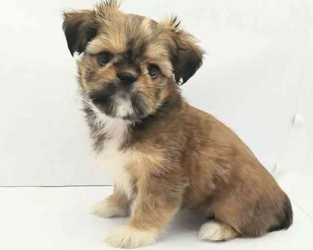 兵庫県のチワズー/チワシーズ(チワワ×シーズー) (ひごペットフレンドリークラウンパーク伊丹店/2025年9月21日生まれ/女の子/フォーン)の子犬の2枚目の画像