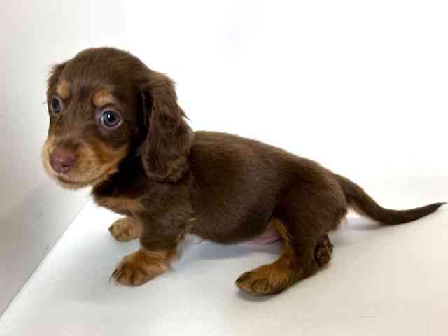 大阪府のミニチュアダックスフンド(ロング) (ひごペットフレンドリーアクロスプラザ住之江店/2025年9月20日生まれ/女の子/チョコレートタン)の子犬の2枚目の画像