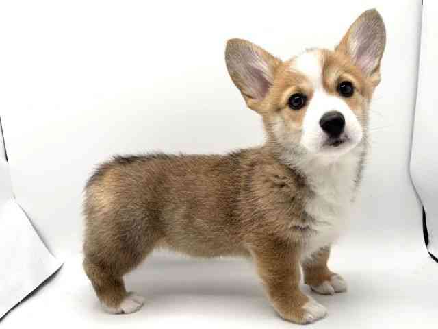 大阪府のウェルシュコーギーペンブローク (ひごペットフレンドリーみのおキューズモール店/2025年9月15日生まれ/女の子/セーブルホワイト)の子犬の2枚目の画像