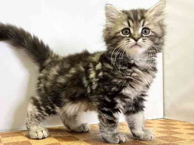 愛媛県のミヌエット (ひごペットフレンドリーエミフルMASAKI店/2025年9月21日生まれ/男の子/ブラウンタビー)の子猫の2枚目の画像