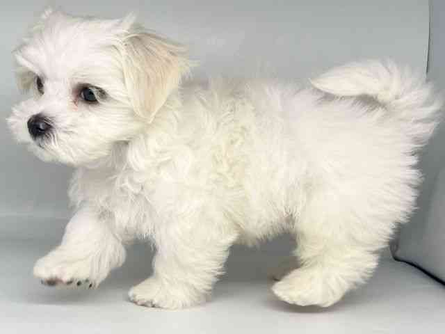 徳島県のマルチーズ (ひごペットフレンドリーゆめタウン徳島店/2025年9月19日生まれ/男の子/ホワイト)の子犬の2枚目の画像