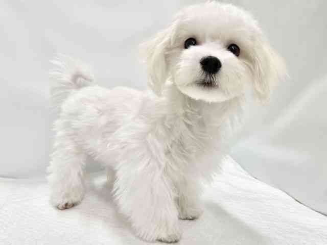 高知県のマルチーズ (ひごペットフレンドリーイオンモール高知店/2025年9月19日生まれ/男の子/ホワイト)の子犬の2枚目の画像