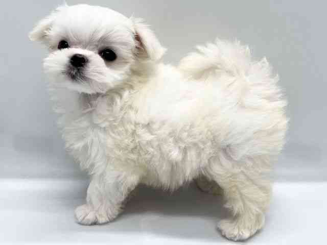 京都府のマルチーズ (ひごペットフレンドリー京都店/2025年9月19日生まれ/男の子/ホワイト)の子犬の2枚目の画像