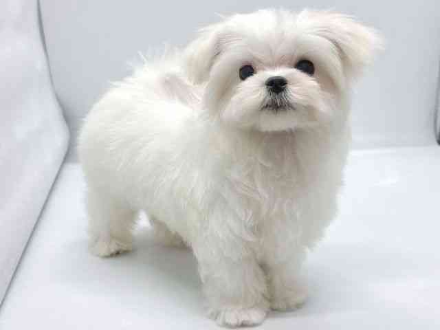 京都府のマルチーズ (ひごペットフレンドリー京都店/2025年9月19日生まれ/男の子/ホワイト)の子犬の2枚目の画像