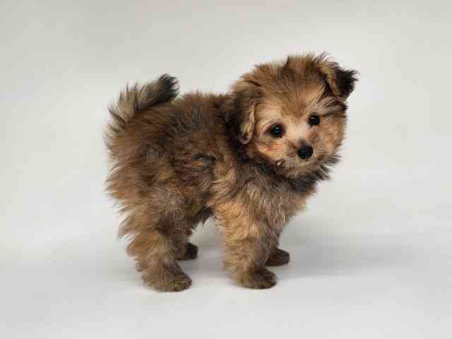 大阪府のハーフ犬・ミックス犬 (ひごペットフレンドリー泉ヶ丘店/2025年9月18日生まれ/男の子/オレンジ)の子犬の2枚目の画像