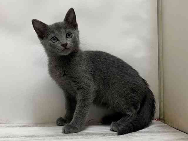 和歌山県のロシアンブルー (ひごペットフレンドリーパームシティ和歌山店/2025年9月15日生まれ/男の子/ブルー)の子猫の2枚目の画像