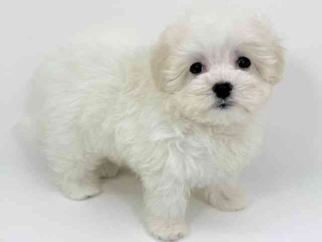 京都府のマルプー(マルチーズ×プードル) (ひごペットフレンドリーイズミヤショッピングセンター八幡店/2025年9月18日生まれ/女の子/ホワイト)の子犬の2枚目の画像