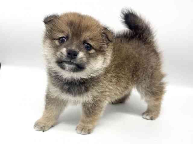 大阪府のポメ柴/豆ポメ/ポメ豆柴(ポメラニアン×柴犬) (ひごペットフレンドリーイオンタウン豊中庄内店/2025年9月18日生まれ/女の子/赤)の子犬の2枚目の画像