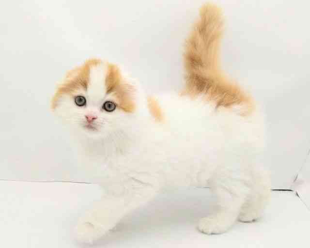 兵庫県のスコティッシュフォールド (ひごペットフレンドリークラウンパーク伊丹店/2025年9月21日生まれ/女の子/レッドタビーホワイト)の子猫の2枚目の画像