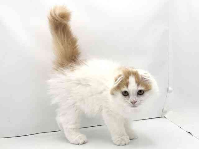 兵庫県のスコティッシュフォールド (ひごペットフレンドリークラウンパーク伊丹店/2025年9月21日生まれ/女の子/レッドタビーホワイト)の子猫の2枚目の画像