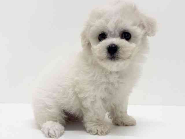 大阪府のビションフリーゼ (ひごペットフレンドリーくずはモール店/2025年9月20日生まれ/女の子/ホワイト)の子犬の2枚目の画像