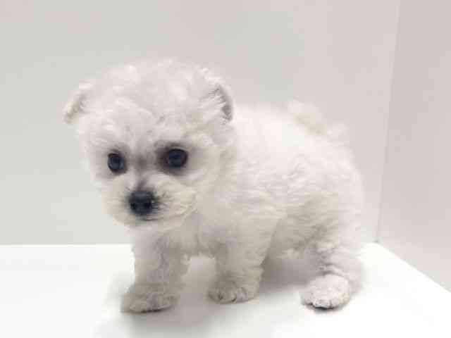 愛知県のビションフリーゼ (ひごペットフレンドリーららぽーと名古屋みなとアクルス店/2025年9月20日生まれ/男の子/ホワイト)の子犬の2枚目の画像