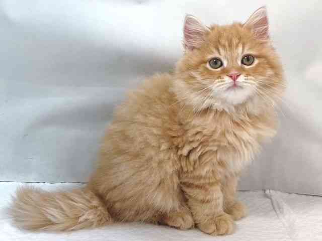 大阪府のスコティッシュフォールド (ひごペットフレンドリー堺プラットプラット店/2025年9月18日生まれ/男の子/レッドマッカレルタビー)の子猫の2枚目の画像