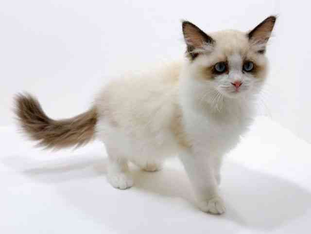 広島県のラグドール (ひごペットフレンドリーフジグラン神辺店/2025年9月21日生まれ/男の子/シールポイントバイカラー)の子猫の2枚目の画像