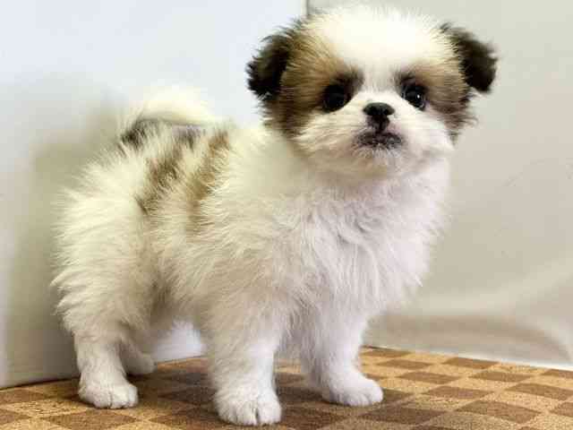 愛媛県のポメズー/ポメシーズ(ポメラニアン×シーズー) (ひごペットフレンドリーエミフルMASAKI店/2025年9月21日生まれ/女の子/ホワイトゴールド)の子犬の2枚目の画像