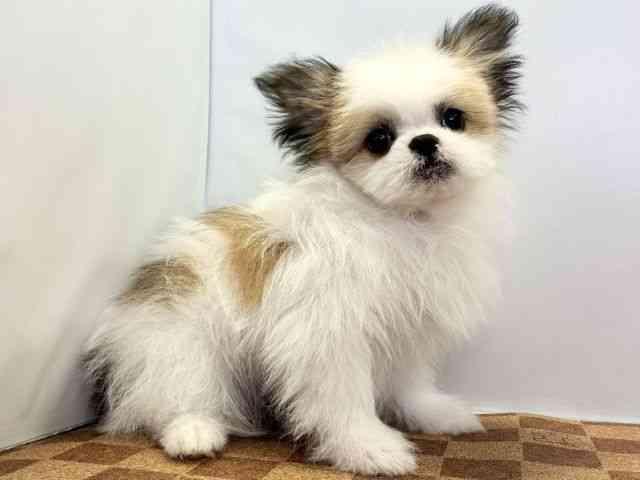 愛媛県のポメズー/ポメシーズ(ポメラニアン×シーズー) (ひごペットフレンドリーエミフルMASAKI店/2025年9月21日生まれ/女の子/ホワイトゴールド)の子犬の2枚目の画像