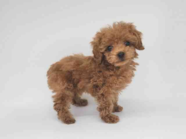 大阪府のトイプードル(トイ) (ひごペットフレンドリー泉ヶ丘店/2025年9月15日生まれ/男の子/アプリコット)の子犬の2枚目の画像