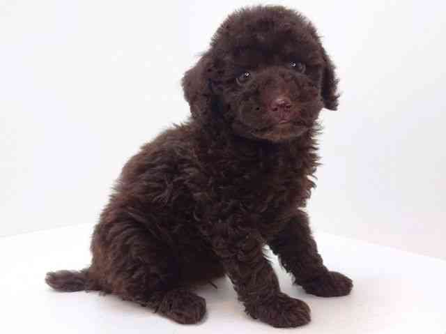 大阪府のトイプードル(トイ) (ひごペットフレンドリーいこらもーる泉佐野店/2025年9月18日生まれ/男の子/ブラウン)の子犬の2枚目の画像