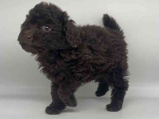 徳島県のトイプードル(トイ) (ひごペットフレンドリーゆめタウン徳島店/2025年9月18日生まれ/男の子/ブラウン)の子犬の2枚目の画像