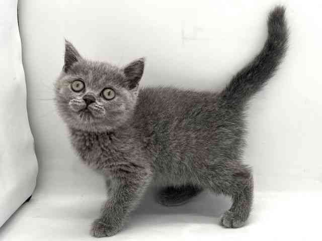 京都府のブリティッシュショートヘアー (ひごペットフレンドリー京都店/2025年9月19日生まれ/女の子/ブルー)の子猫の2枚目の画像