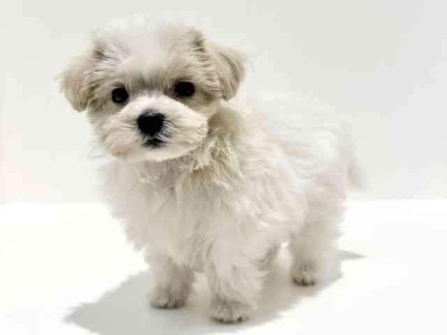 大阪府のマルプー(マルチーズ×プードル) (ひごペットフレンドリーイオン高槻店/2025年9月21日生まれ/男の子/ホワイト)の子犬の2枚目の画像