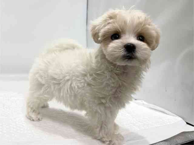 高知県のマルプー(マルチーズ×プードル) (ひごペットフレンドリーイオンモール高知店/2025年9月18日生まれ/男の子/ホワイト)の子犬の2枚目の画像
