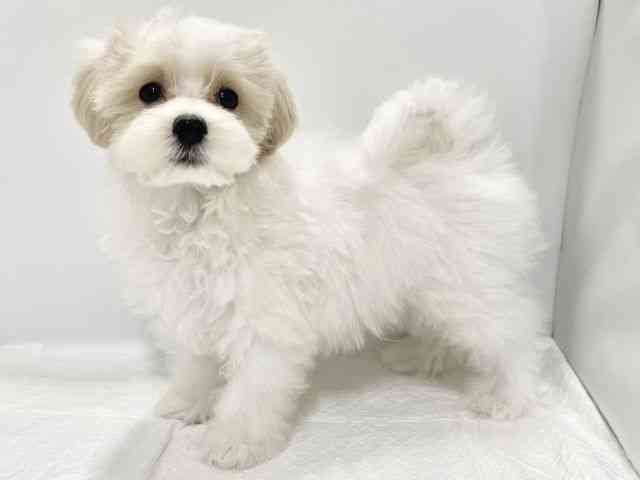 高知県のマルプー(マルチーズ×プードル) (ひごペットフレンドリーイオンモール高知店/2025年9月18日生まれ/男の子/ホワイト)の子犬の2枚目の画像