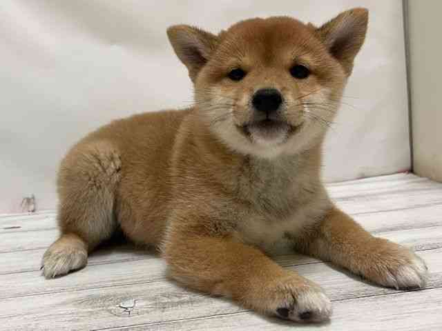 広島県の柴犬(標準サイズ) (ひごペットフレンドリーフジグラン神辺店/2025年9月14日生まれ/男の子/赤)の子犬の2枚目の画像