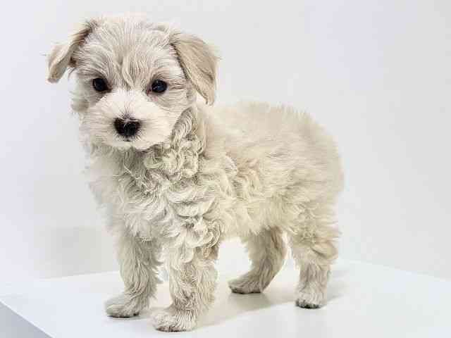 奈良県のマルプー(マルチーズ×プードル) (ひごペットフレンドリーイオンモール橿原ウエスト・ビレッジ店/2025年9月22日生まれ/女の子/アプリコット)の子犬の2枚目の画像