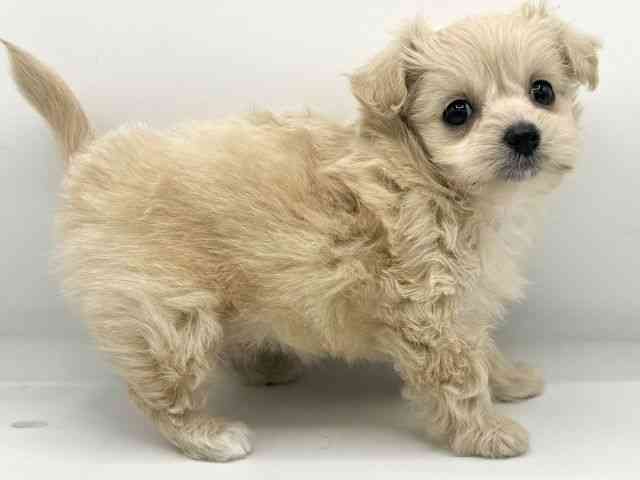 大阪府のチワプー/プーチー(チワワ×プードル) (ひごペットフレンドリーららぽーとEXPOCITY店/2025年9月21日生まれ/女の子/クリーム)の子犬の2枚目の画像