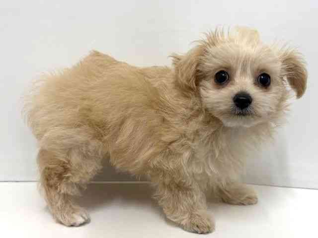 大阪府のチワプー/プーチー(チワワ×プードル) (ひごペットフレンドリーベルファⅡ都島店/2025年9月21日生まれ/女の子/クリーム)の子犬の2枚目の画像