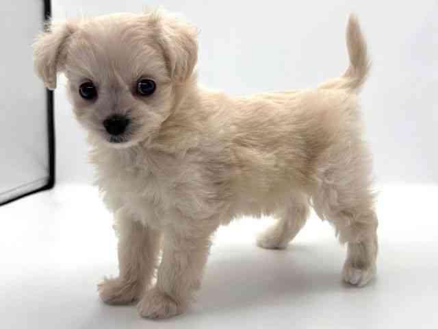 愛知県のチワプー/プーチー(チワワ×プードル) (ひごペットフレンドリープライムツリー赤池店/2025年9月21日生まれ/女の子/クリーム)の子犬の2枚目の画像