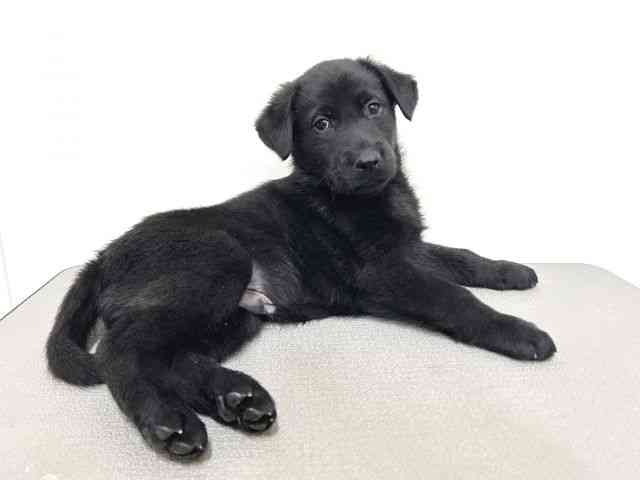 大阪府のハーフ犬・ミックス犬 (ひごペットフレンドリーイトーヨーカドー津久野店/2025年9月20日生まれ/男の子/ブラック)の子犬の2枚目の画像