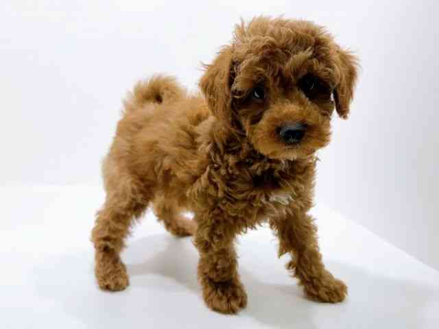 島根県のトイプードル(トイ) (ひごペットフレンドリーイオン松江ショッピングセンター店/2025年9月21日生まれ/男の子/レッド)の子犬の2枚目の画像