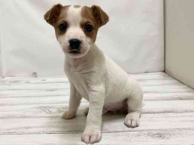 広島県のジャックラッセルテリア (ひごペットフレンドリーフジグラン神辺店/2025年9月14日生まれ/男の子/ホワイトタン)の子犬の2枚目の画像