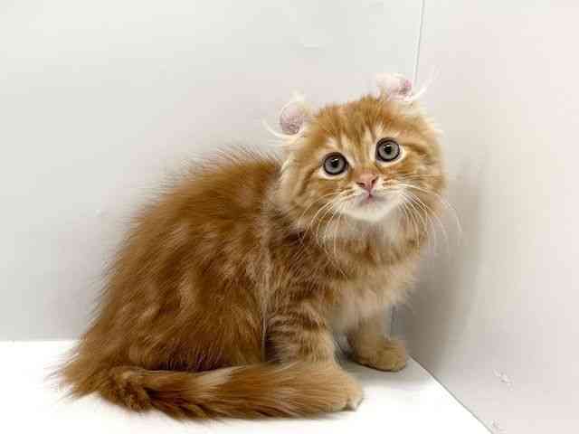 大阪府のキンカロー (ひごペットフレンドリーアクロスプラザ住之江店/2025年9月18日生まれ/男の子/レッドタビー)の子猫の2枚目の画像