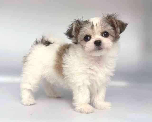 大阪府のチワマル/マルチワ(チワワ×マルチーズ) (ひごペットフレンドリー岸和田店/2025年9月20日生まれ/男の子/パーティーカラー)の子犬の2枚目の画像