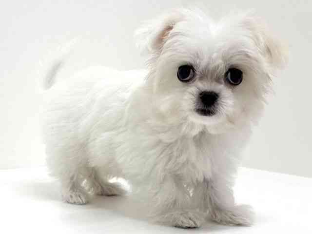 大阪府のチワマル/マルチワ(チワワ×マルチーズ) (ひごペットフレンドリーくずはモール店/2025年9月20日生まれ/女の子/ホワイトクリーム)の子犬の2枚目の画像