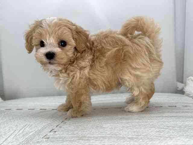 広島県のマルプー(マルチーズ×プードル) (ひごペットフレンドリーフジグラン神辺店/2025年9月19日生まれ/男の子/アプリコット)の子犬の2枚目の画像