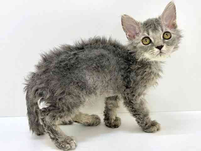 大阪府のセルカークレックス (ひごペットフレンドリーいこらもーる泉佐野店/2025年9月18日生まれ/男の子/ブルー)の子猫の2枚目の画像