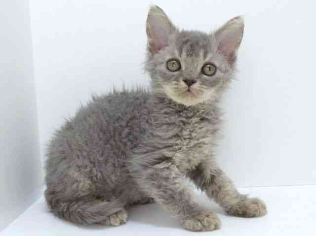 大阪府のセルカークレックス (ひごペットフレンドリーいこらもーる泉佐野店/2025年9月18日生まれ/男の子/ブルー)の子猫の2枚目の画像