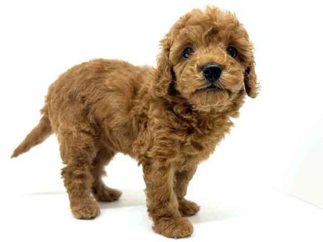 兵庫県のトイプードル(トイ) (ひごペットフレンドリーブルメールHAT神戸店/2025年9月19日生まれ/男の子/レッド)の子犬の2枚目の画像