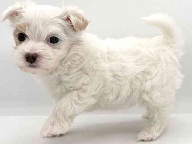 大阪府のマルプー(マルチーズ×プードル) (ひごペットフレンドリーイオンそよら海老江店/2025年9月21日生まれ/男の子/ホワイト)の子犬の2枚目の画像