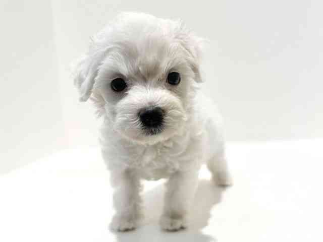 大阪府のマルプー(マルチーズ×プードル) (ひごペットフレンドリーイオン高槻店/2025年9月21日生まれ/女の子/ホワイト)の子犬の2枚目の画像